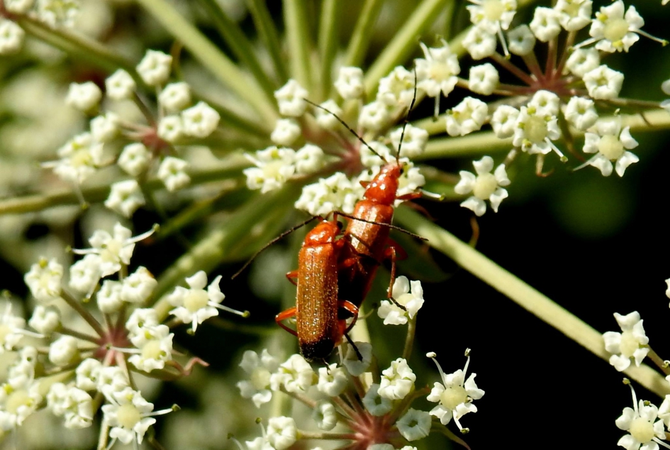 Twee kleine kevertjes , die zaten op elkaar - Geleedpotigen - Rode weekschildkever of soldaatje
