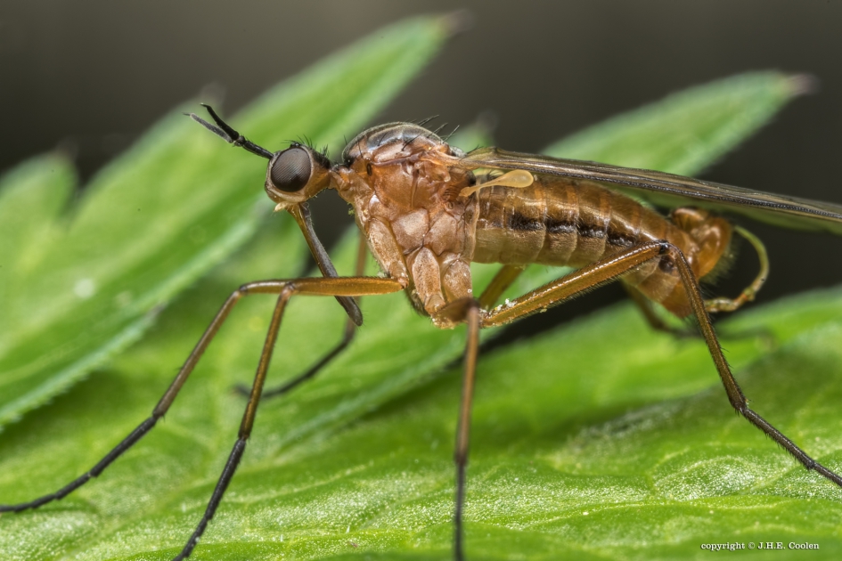 Tweestreepdansvlieg - Geleedpotigen - Tweestreepdansvlieg