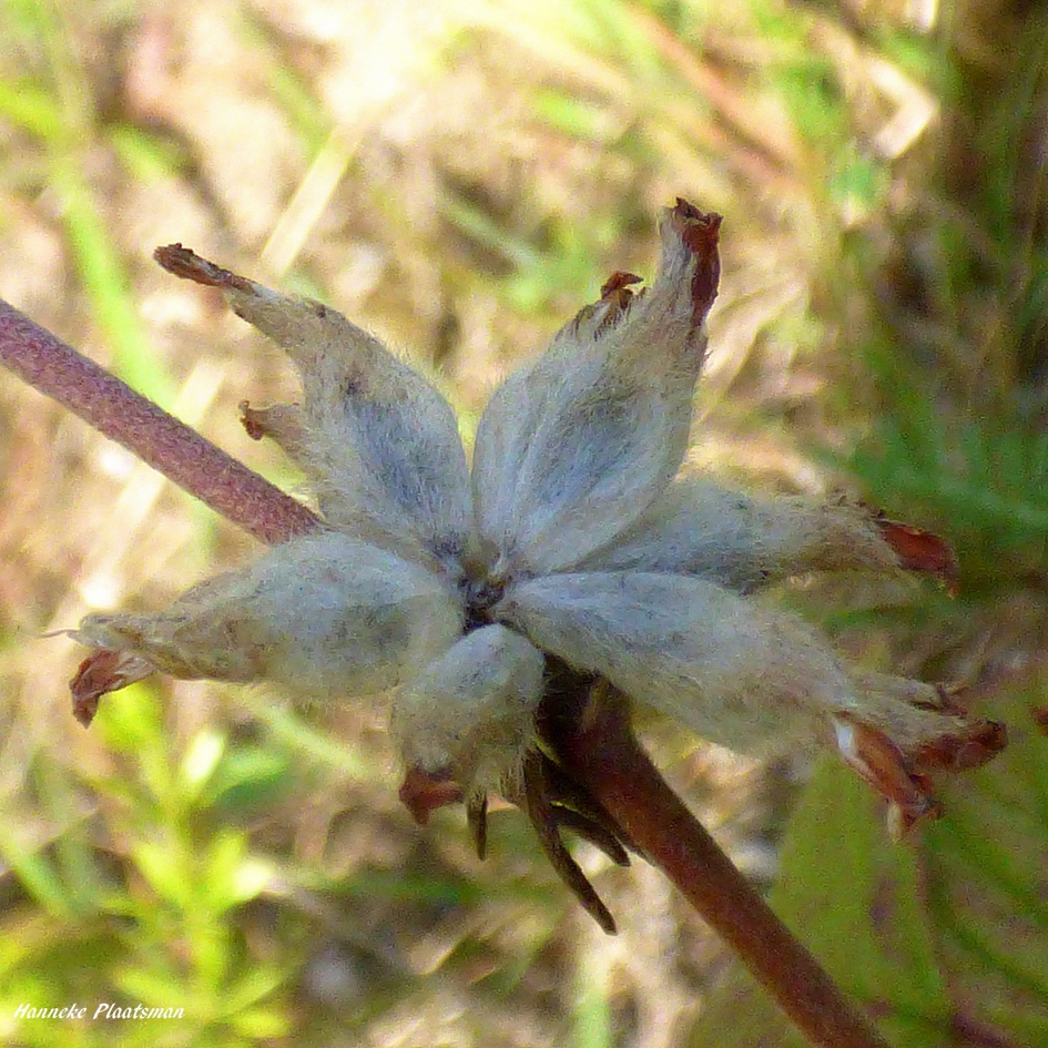 Uigebloeid. - Planten - 