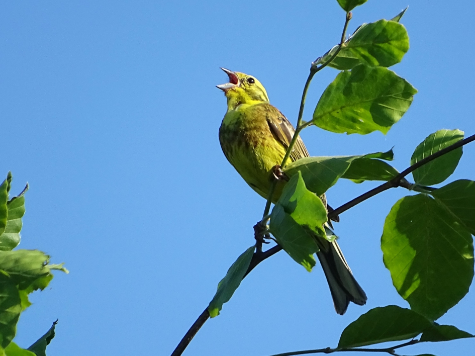 "Uit volle borst" - Vogels - Geelgors