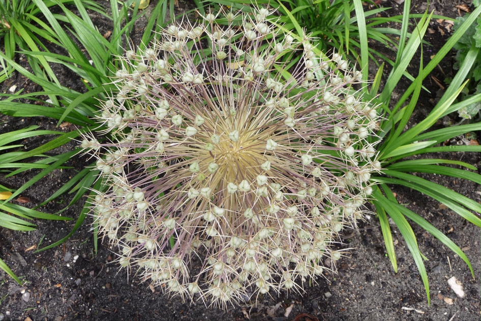 Uitgebloeid... - Planten - 