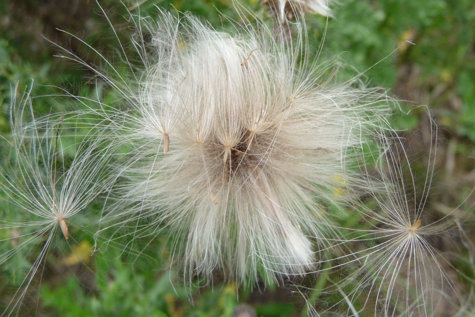 Uitgebloeid - Planten - 