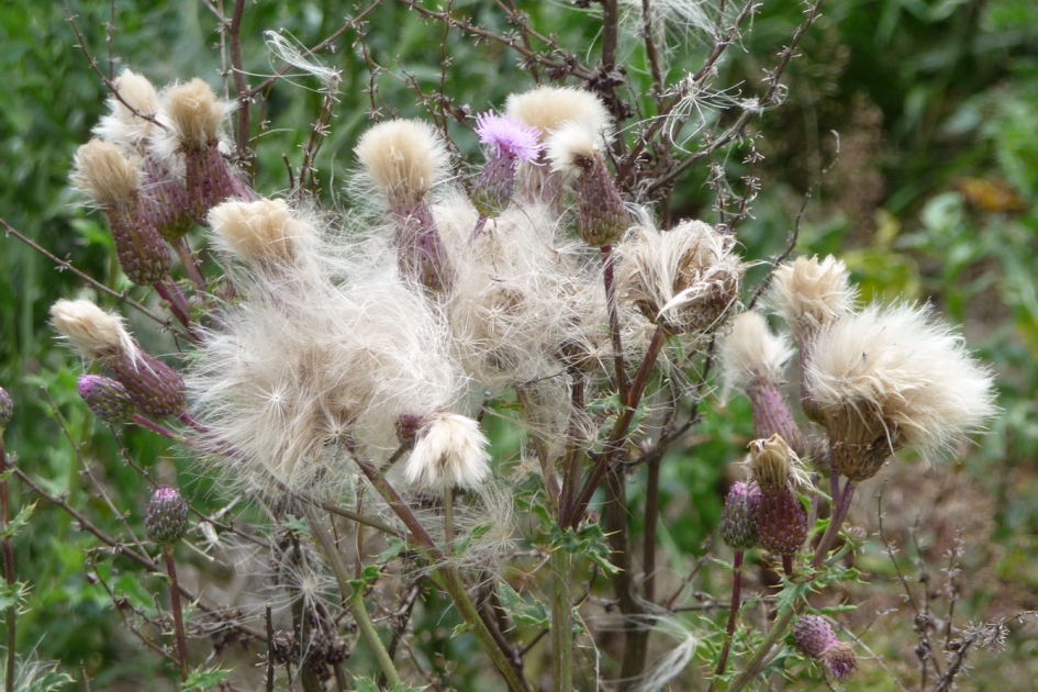 Uitgebloeide distels - Planten - 