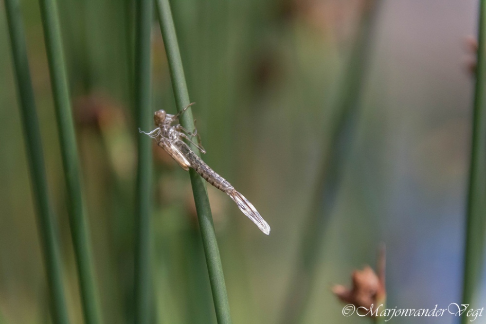 Uitsluiper - Geleedpotigen - uitsluiper