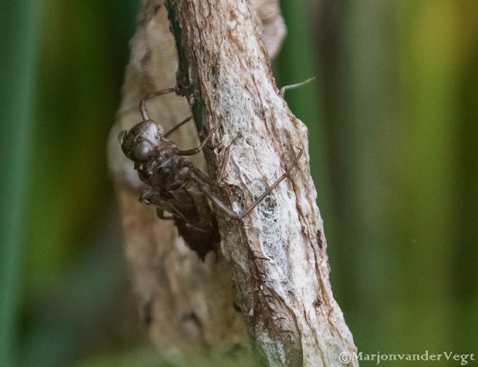 Uitsluiper - Geleedpotigen - uitsluiper