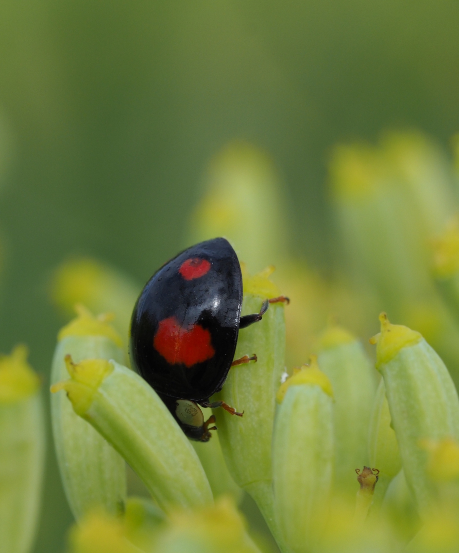 Upside down - Geleedpotigen - 