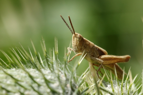 veldsprinkhaan -nimf- op spijkerbed