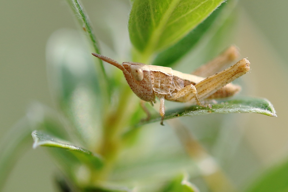 veldsprinkhaan -nimf- - Geleedpotigen - 