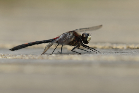 venwitsnuitlibel -m-