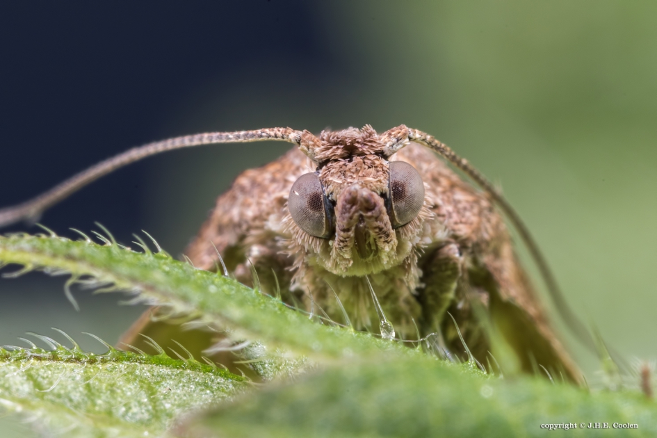 verbaast - Geleedpotigen - Nachtvlinder