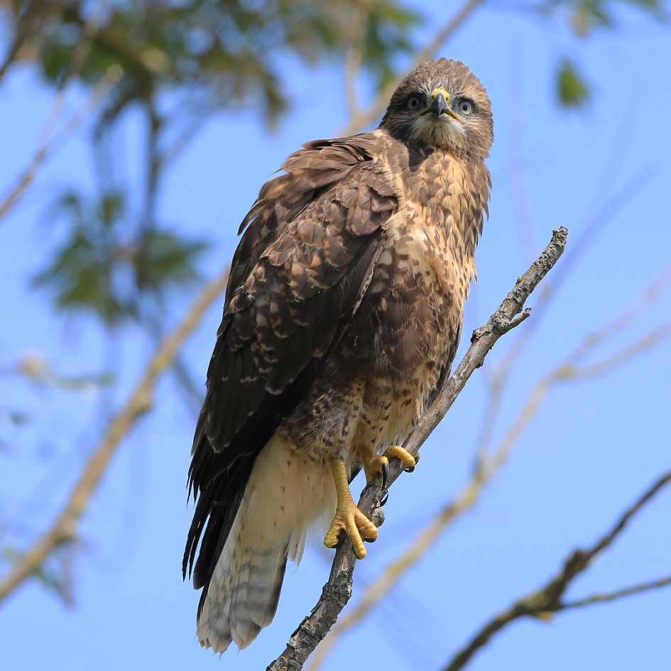 Verbazing - Vogels - Buizerd