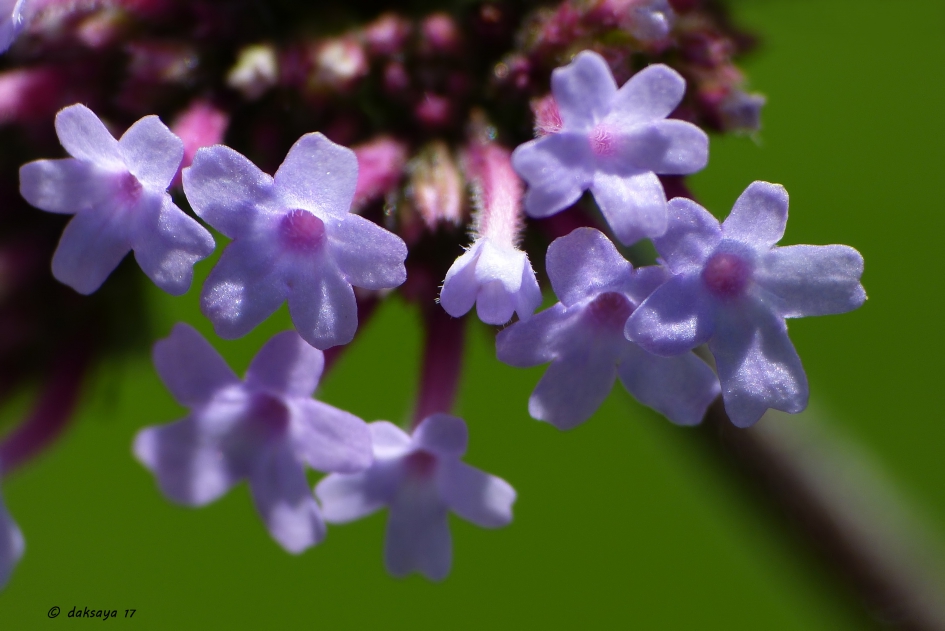 Verbena - Planten - 
