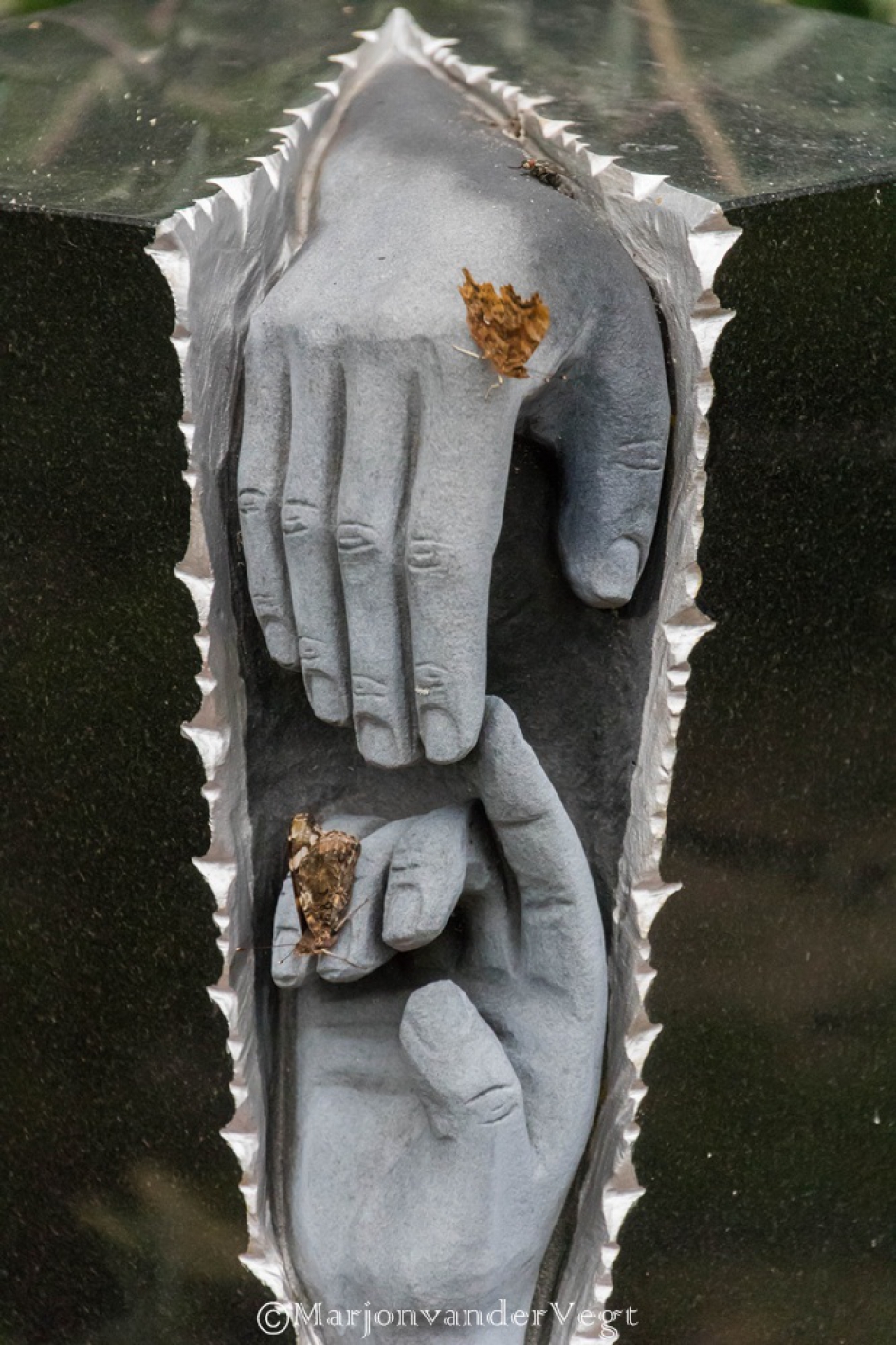 Verbonden - Geleedpotigen - Vlinders