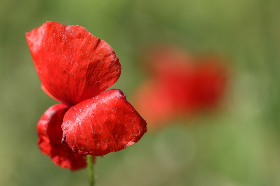 verdorde klaproos - Planten - 