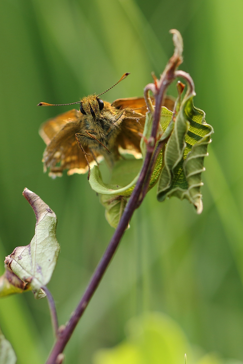 verfrommeld - Geleedpotigen - 
