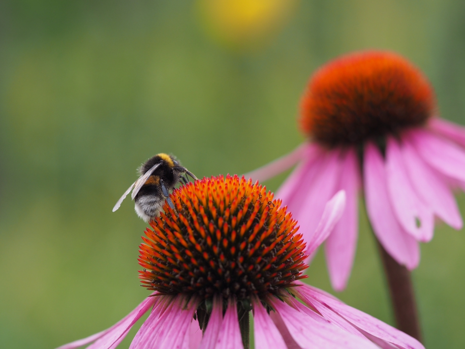 Vergezicht - Geleedpotigen - 