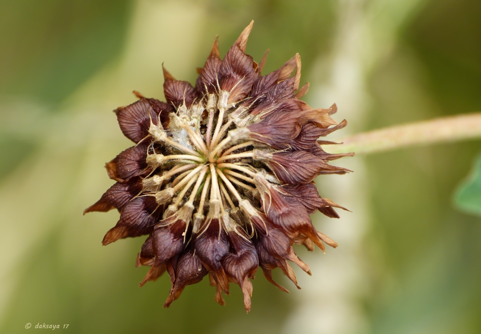 Verlepte basterdklaver - Planten - 