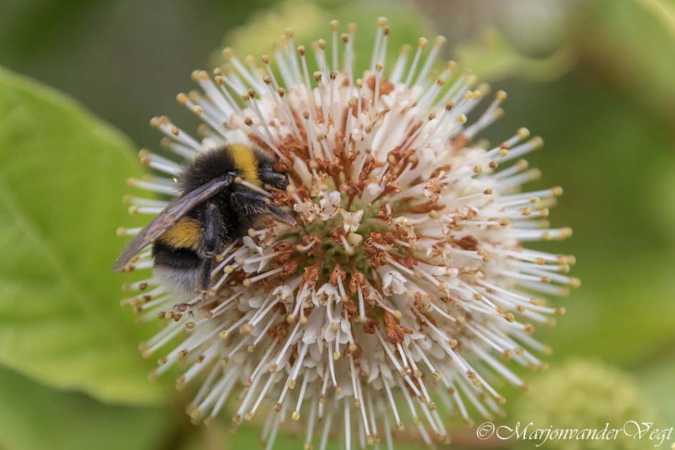 Verzot op de Kogelbloem - Geleedpotigen - Hommel