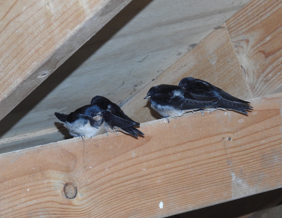 Vier op een rij. - Vogels - Boerenzwaluw