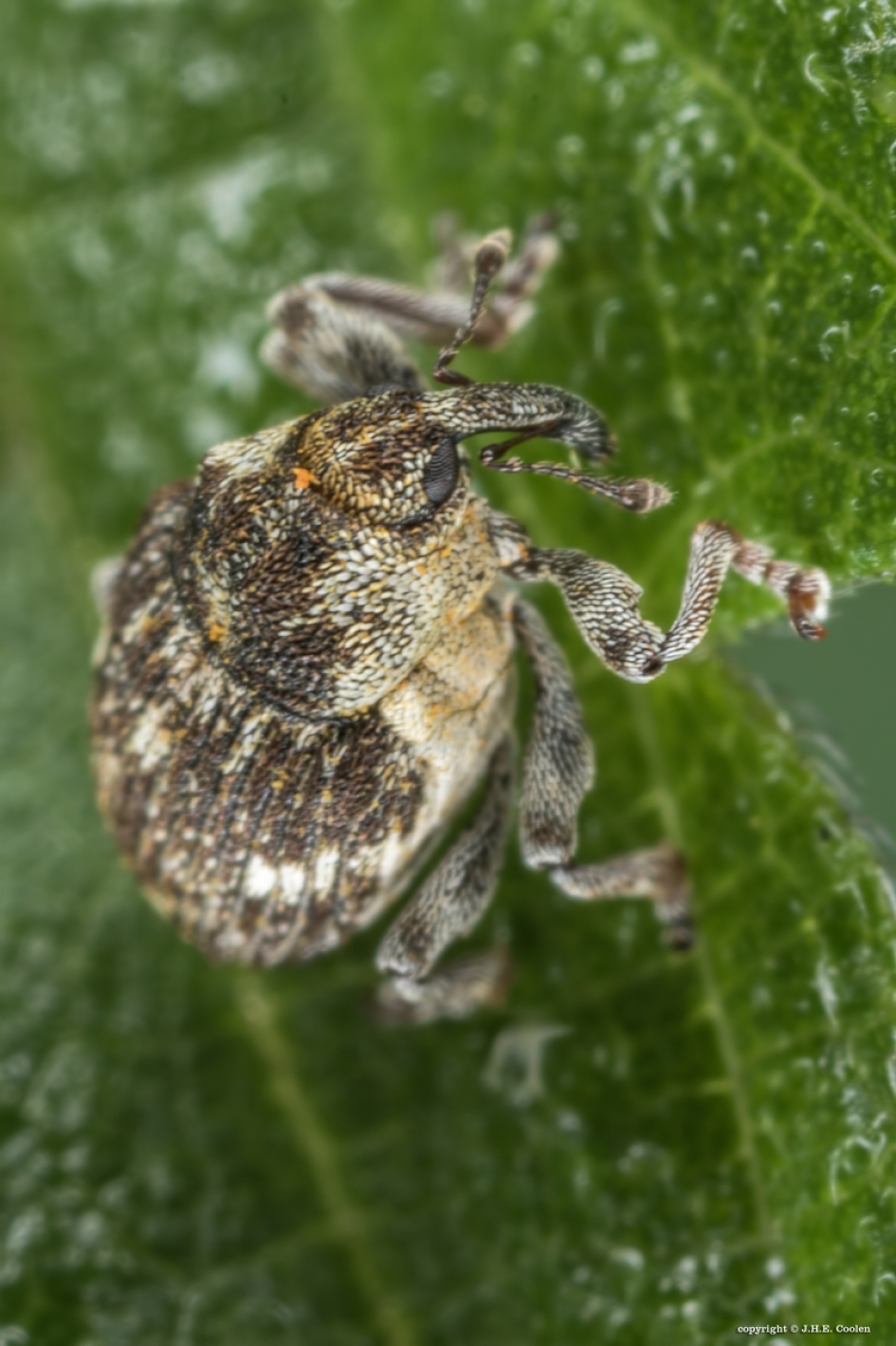 Viervlekbrandnetelsnuitkever - Geleedpotigen - Viervlekbrandnetelsnuitkever