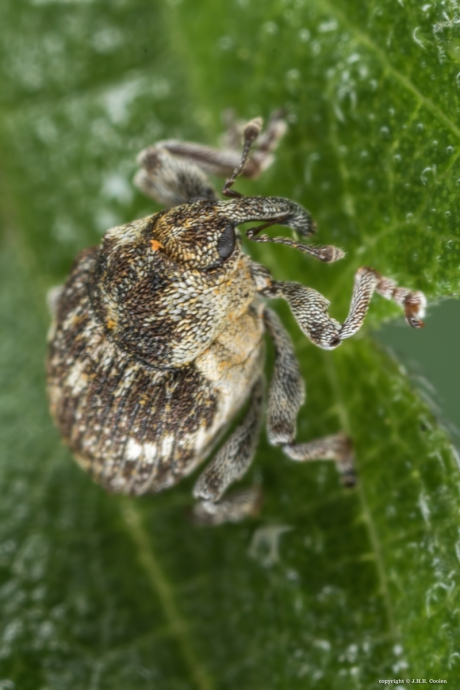 Viervlekbrandnetelsnuitkever