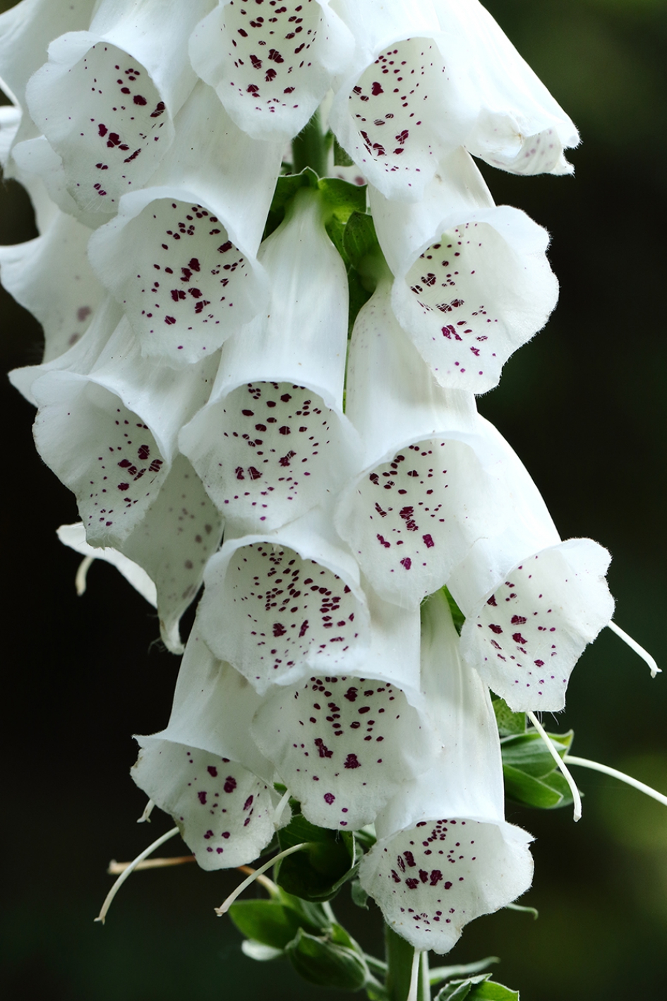vingerhoedskruid - Planten - 