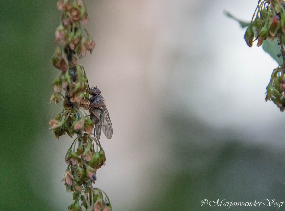 Vliegenier - Geleedpotigen - geen id