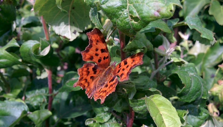 Gehakkelde Aurelia - Geleedpotigen - Gehakkelde aurelia