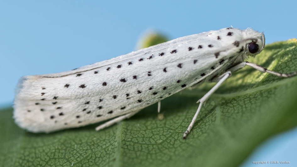 Vogelkersstippelmot - Geleedpotigen - Vogelkersstippelmot