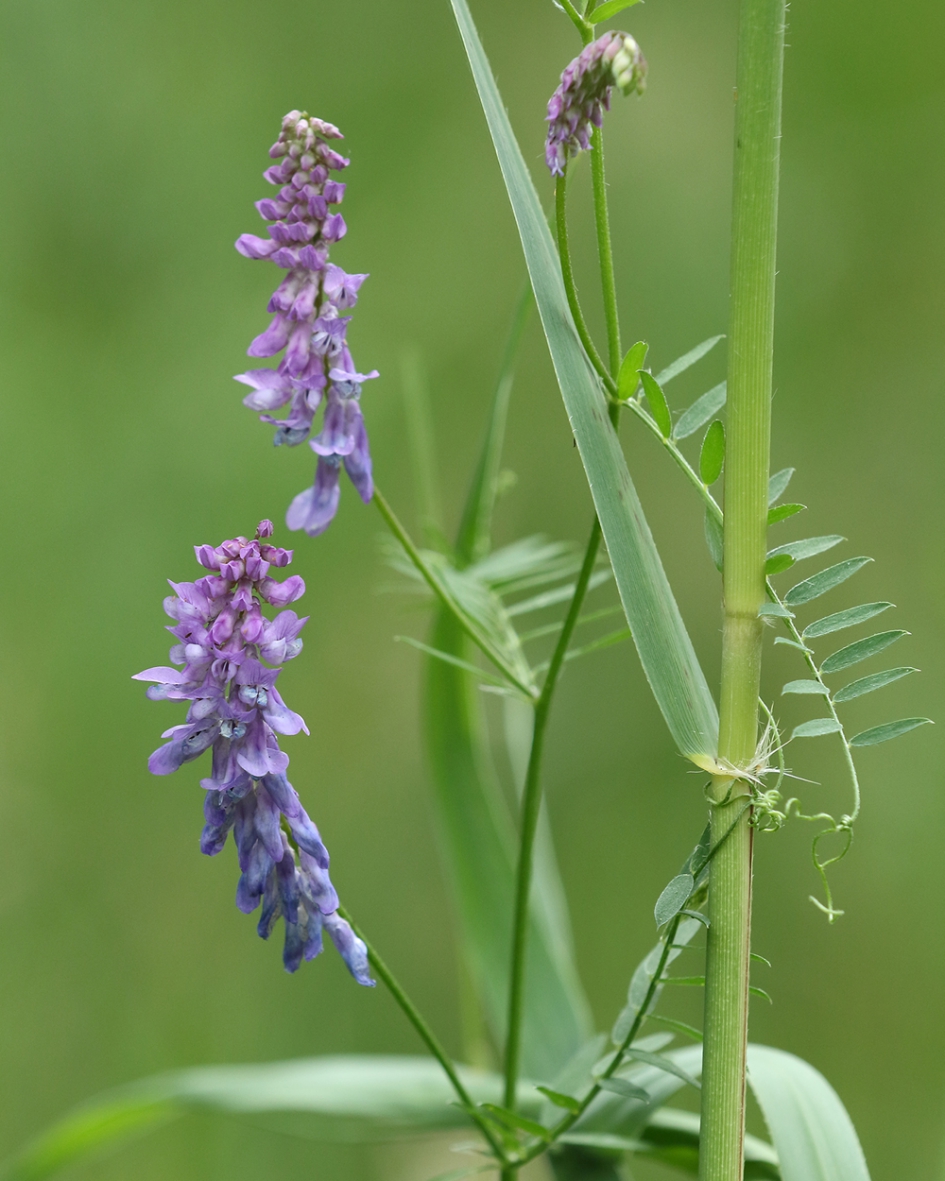 vogelwikke - Planten - 
