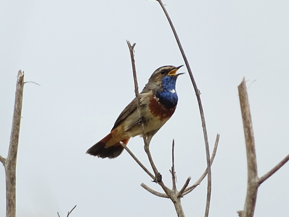 voorjaargezang - Vogels - Blauwborst
