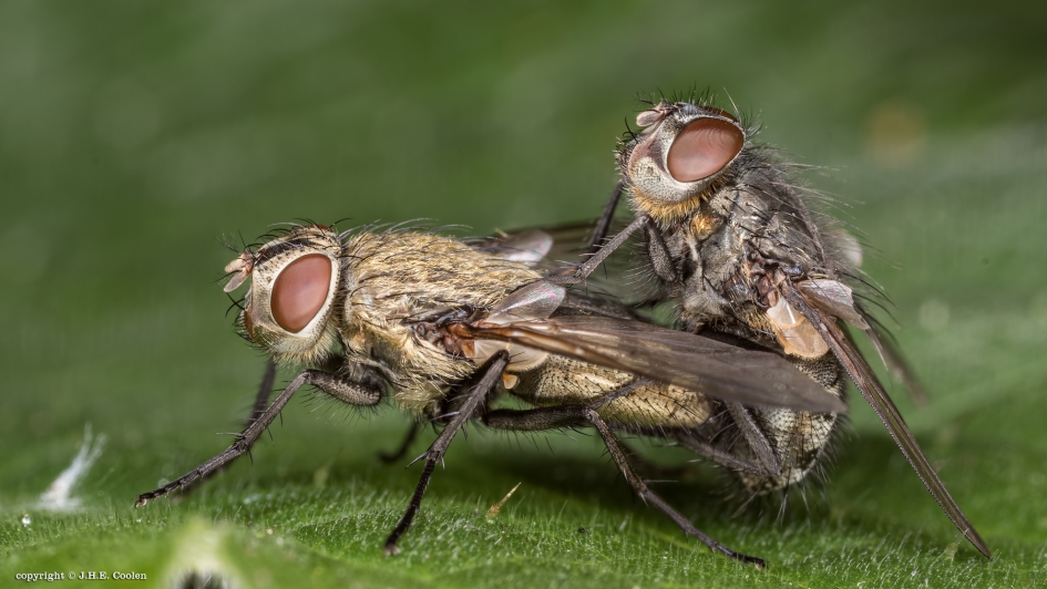 Voortplanting 1 - Geleedpotigen - Vliegen