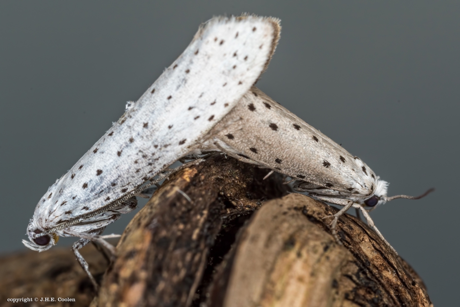Voortplanting 2 - Geleedpotigen - Stippenmot