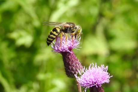 Vriendelijke wesp