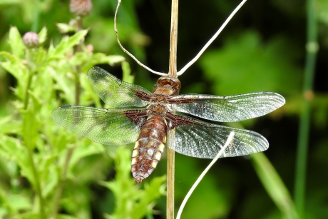 Vrouw met brede heupen