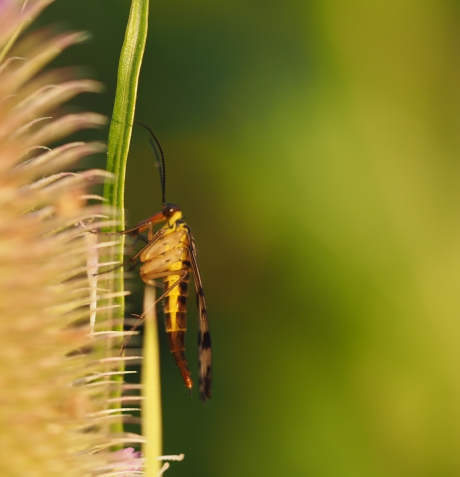 Vrouwtjes schorpioenvlieg op kaardebol