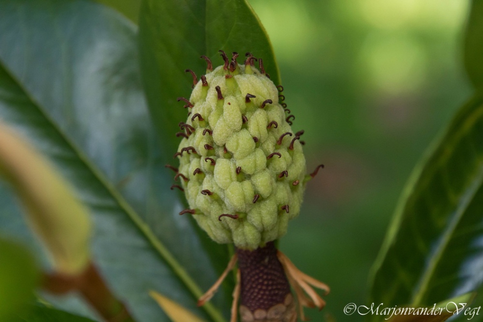 Vrucht - Planten - Magnolia