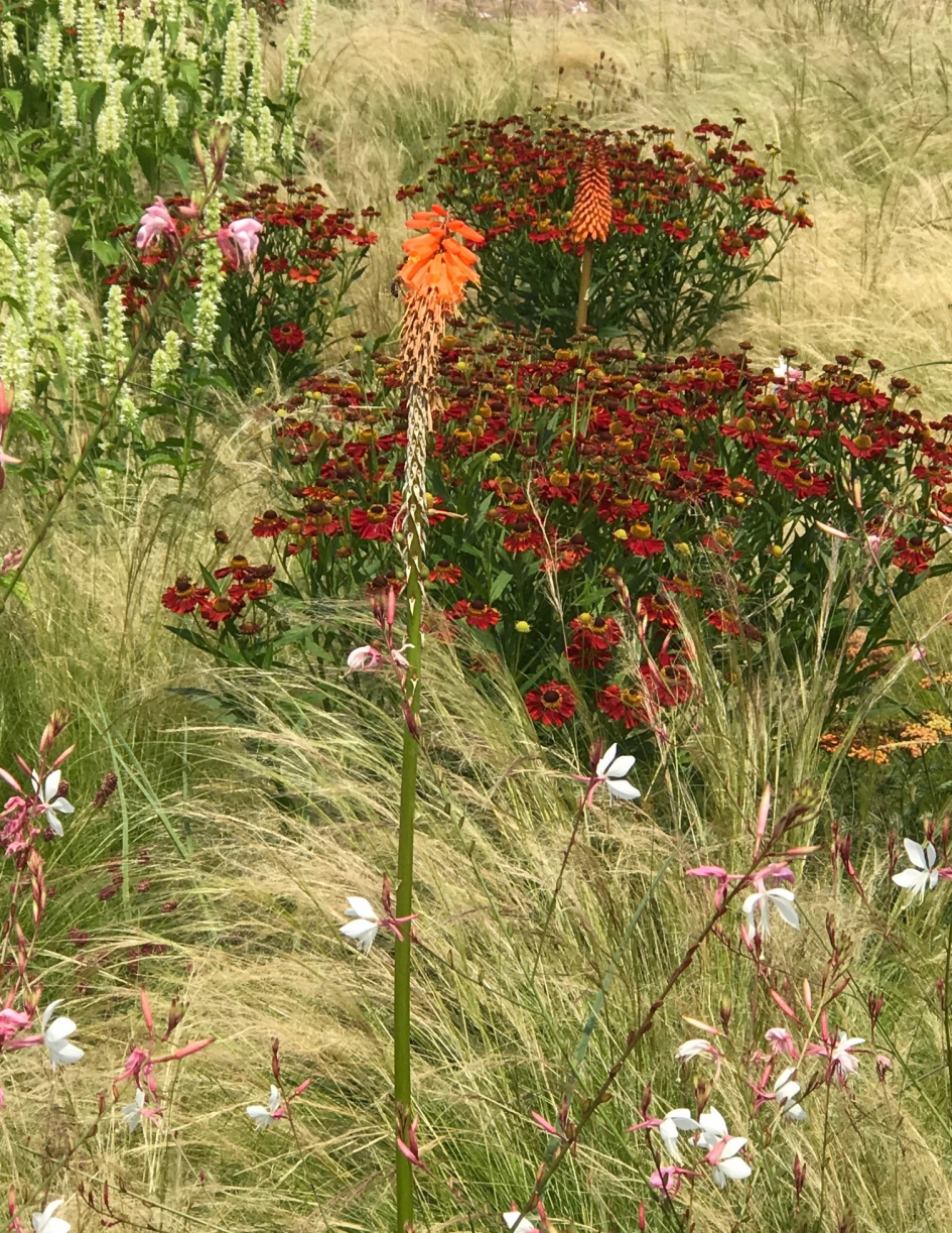 Vuurpijlen - Planten - 