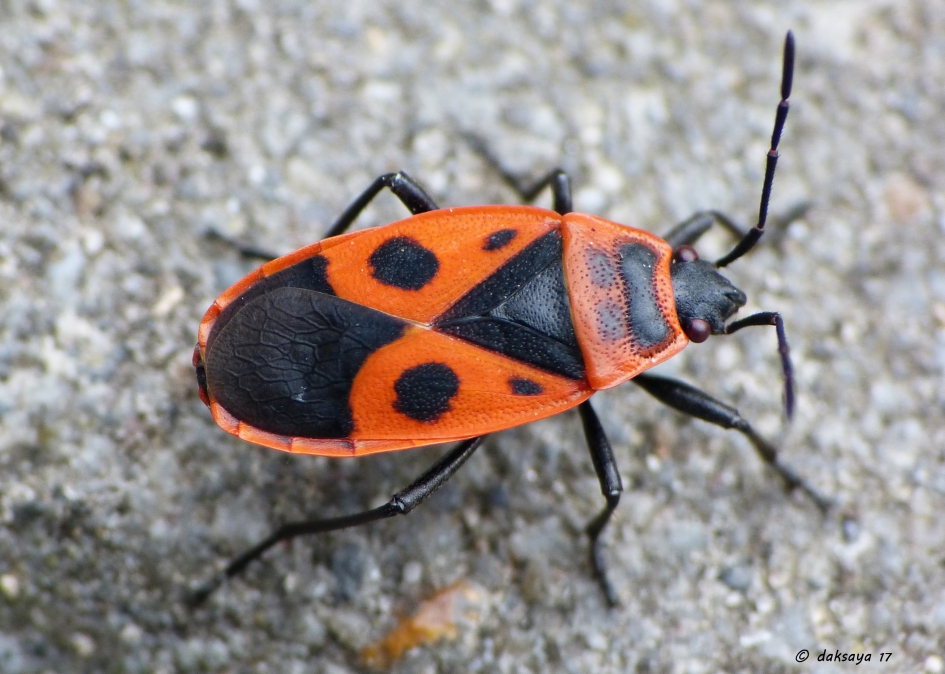 Vuurwants - Geleedpotigen - 