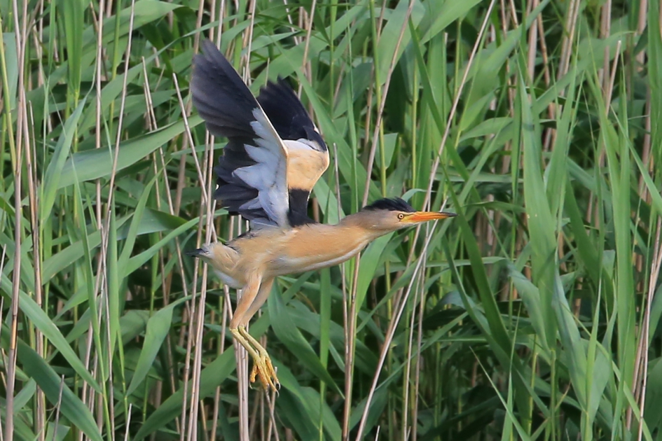 Waffer of Woffer ... - Vogels - Woudaap