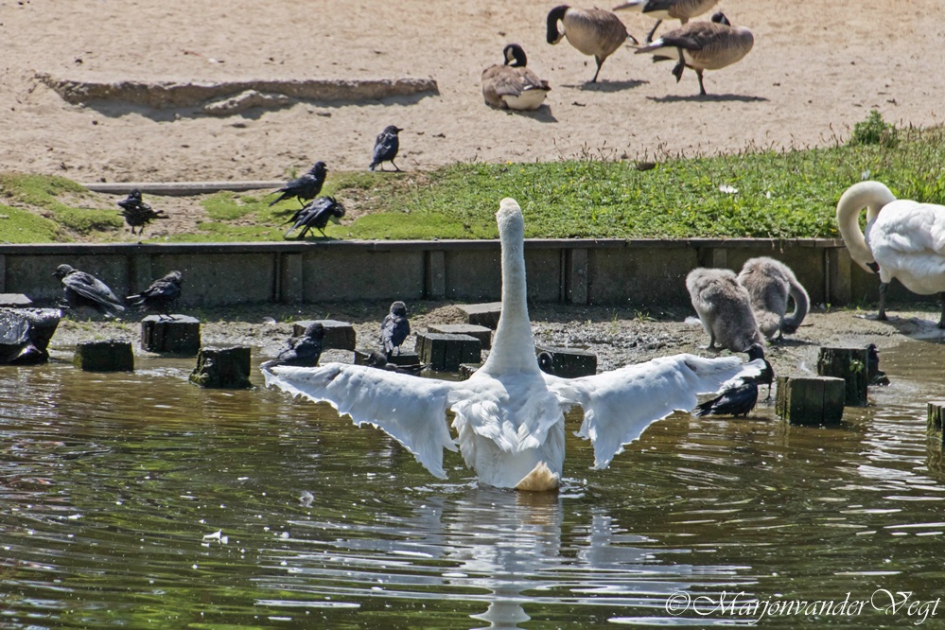 Wasbeurt - Vogels - zwaan