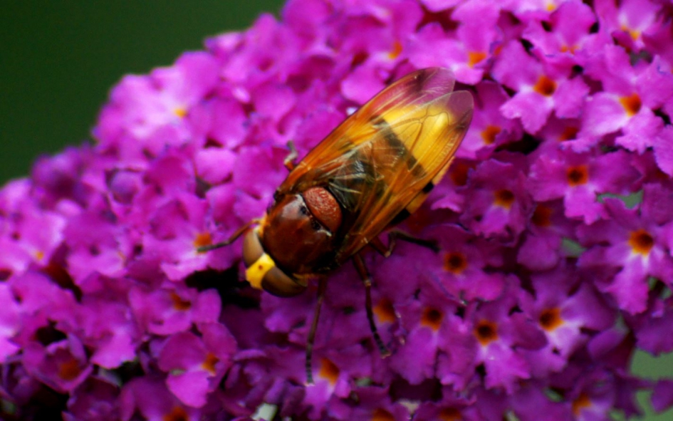 Wat is dit ??? - Geleedpotigen - 