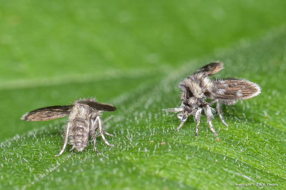 Wat mot-je - Geleedpotigen - Motmug