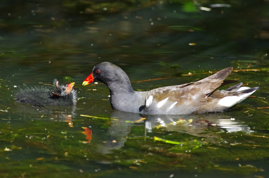 Waterhoen(tje) - Vogels - 