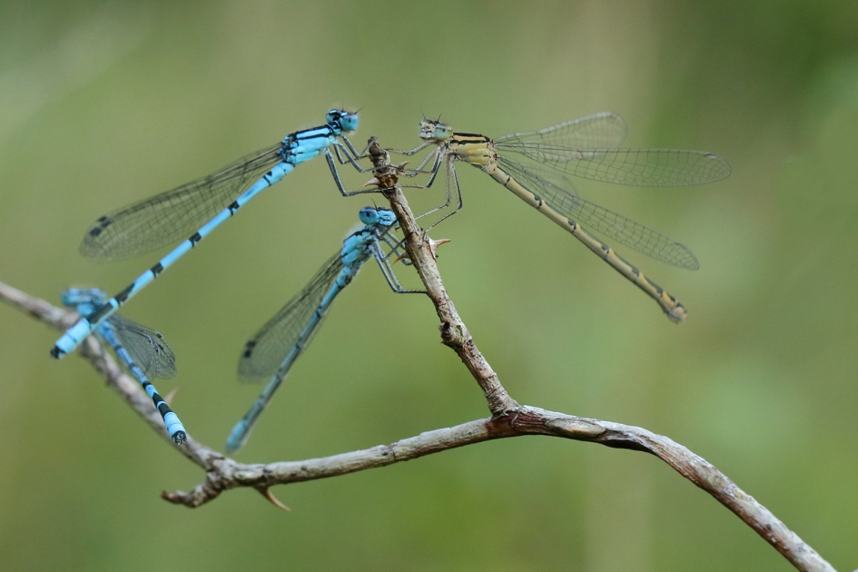watersnuffel-puzzel - Geleedpotigen - 