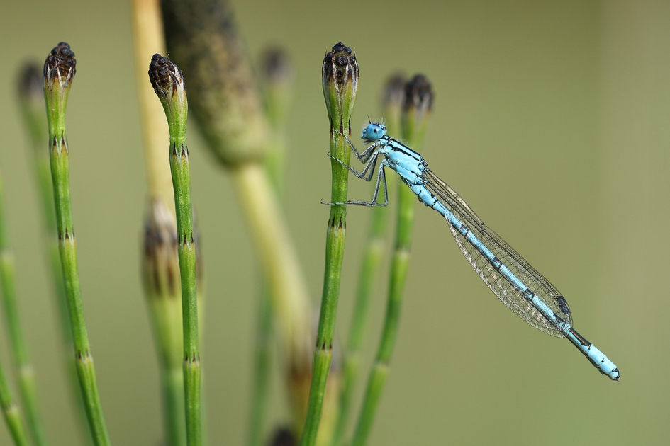 watersnuffel -m- - Geleedpotigen - 