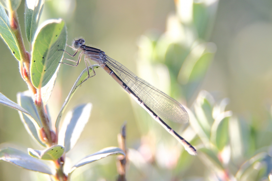 watersnuffel -v- - Geleedpotigen - 