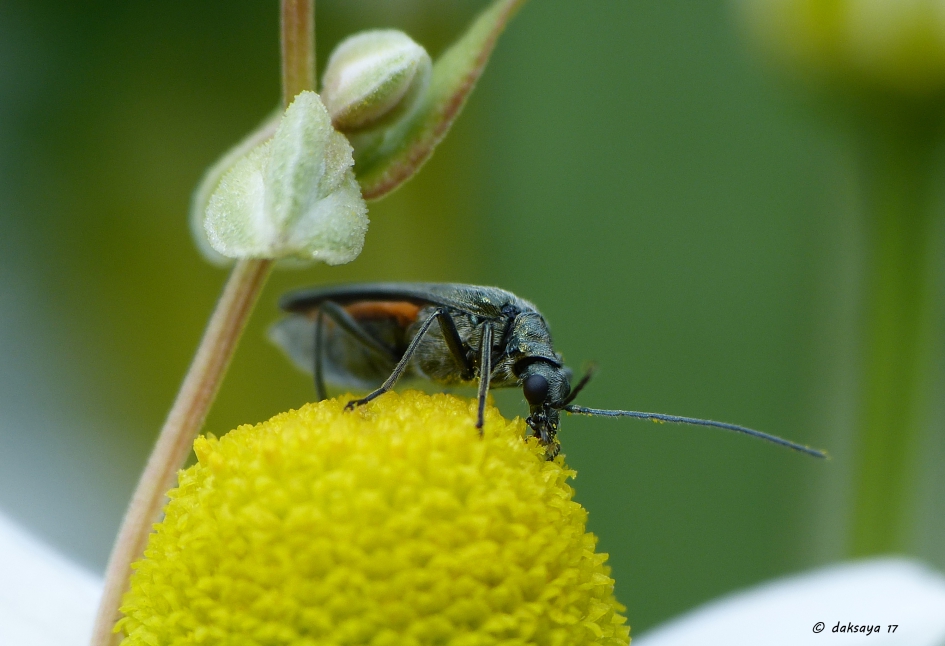 Weekschildkever - Geleedpotigen - 