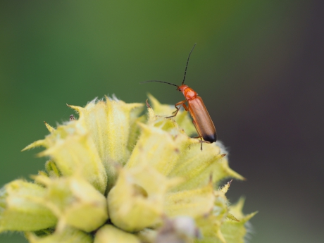 Weekschildkever op de uitkijk