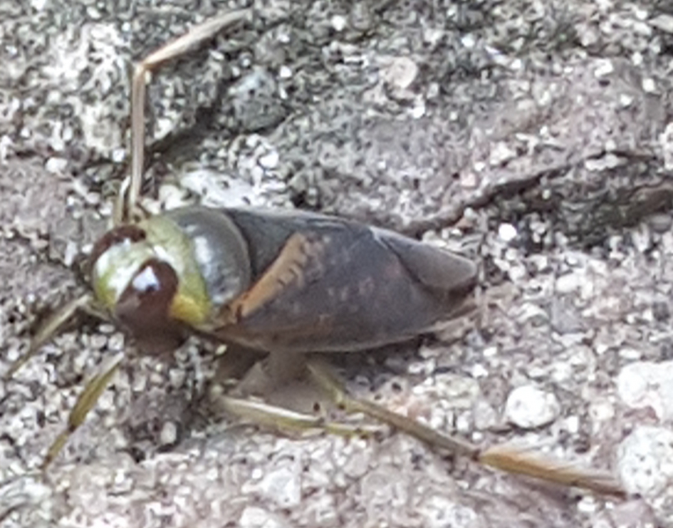 Welk insect is dit? - Overig - 